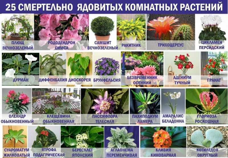 Домашние комнатные цветы и растения с названиями и фото