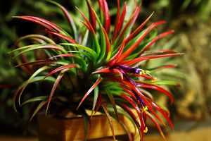 Тилландсия: яркое и необычное растение в вашем доме