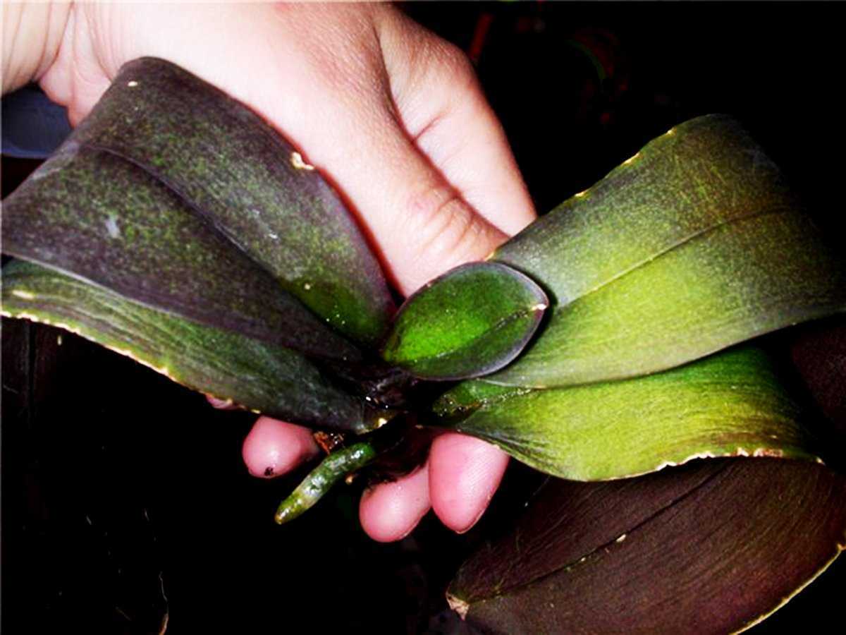 Вредители орхидей фаленопсис и лечение с фото: как выглядят паразиты?