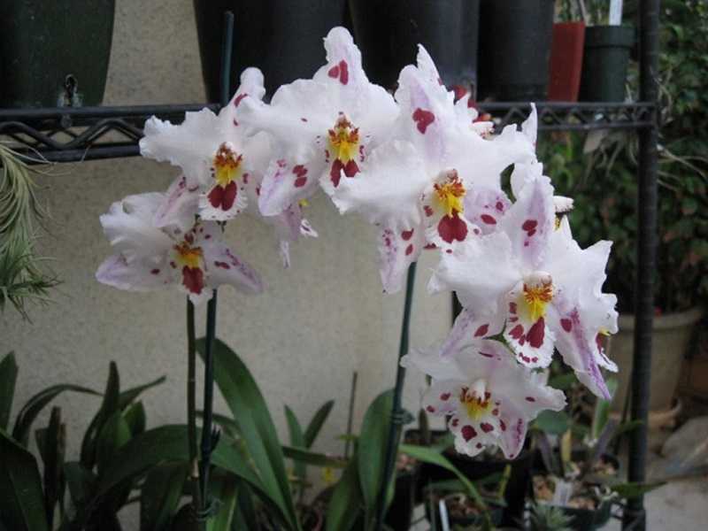 Уход за карликовой орхидеей в домашних условиях: фото и видео опытных специалистов