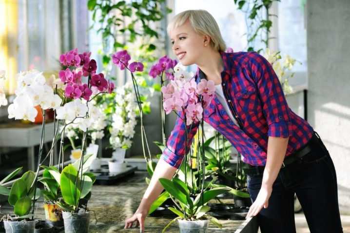Как выбрать орхидею при покупке