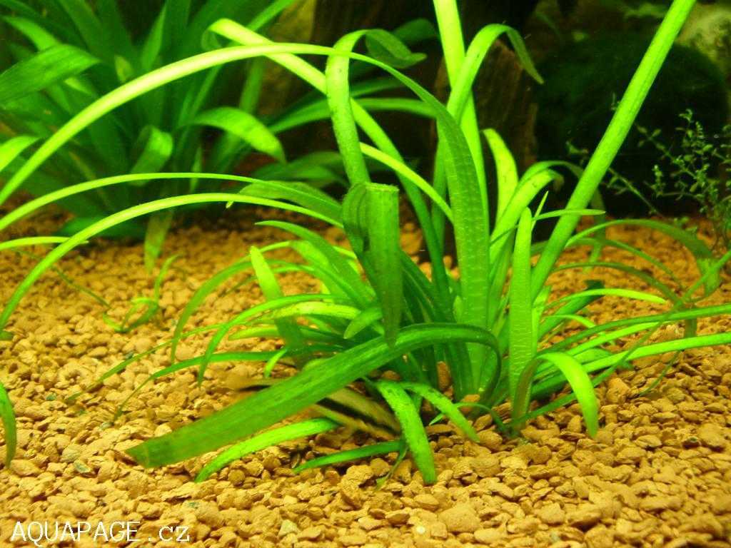 Стрелолист - внешне эффектное и при этом неприхотливое в выращивании растение Подходит для выращивания начинающими аквариумистами