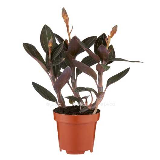 Орхидея лудизия (драгоценная) — уход в домашних условиях и размножение растения