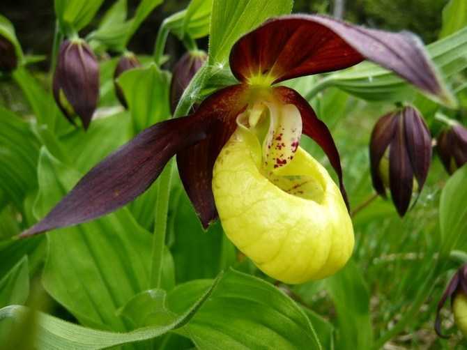 Орхидея пафиопедилум (венерин башмачок): уход и описание видов - проект "цветочки" - для цветоводов начинающих и профессионалов