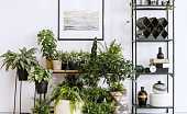 Филодендрон — популярное комнатное растение, которое все чаще служит украшением интерьера квартир Эта культура требует специфического ухода в домашних условиях