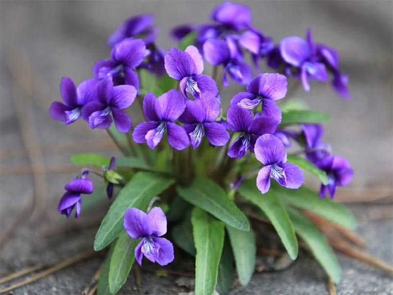 Фиалка Водяной – один из самых популярных сортов фиолетовых оттенков Оригинальность цветам этого сорта придаёт зелёная бахрома по краю лепестков, переходящая в