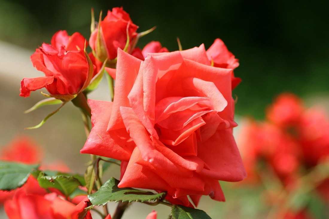 Какие розы самые неприхотливые и зимостойкие: 3 главных типа и советы по борьбе с вредителями