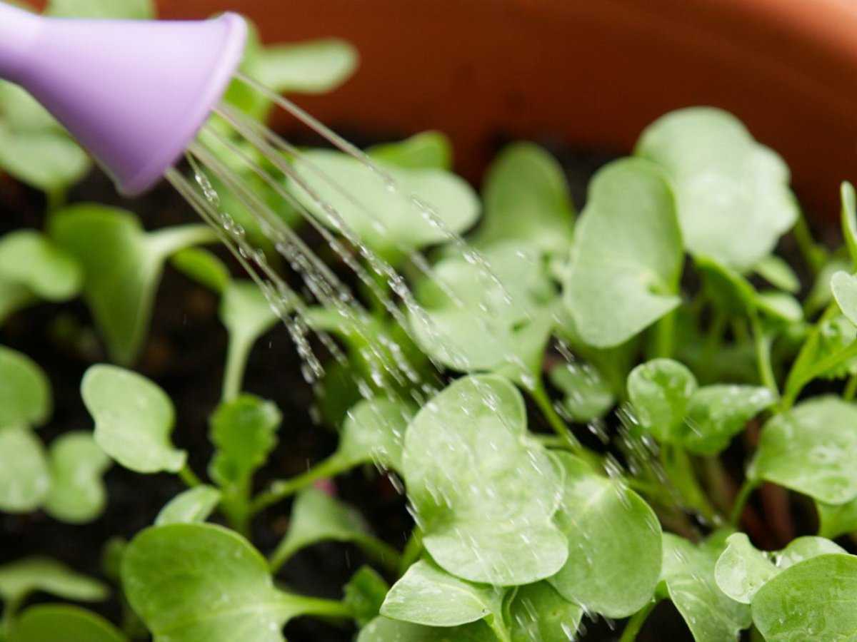 «эпин-экстра» для комнатных растений: описание, как разводить и использовать?