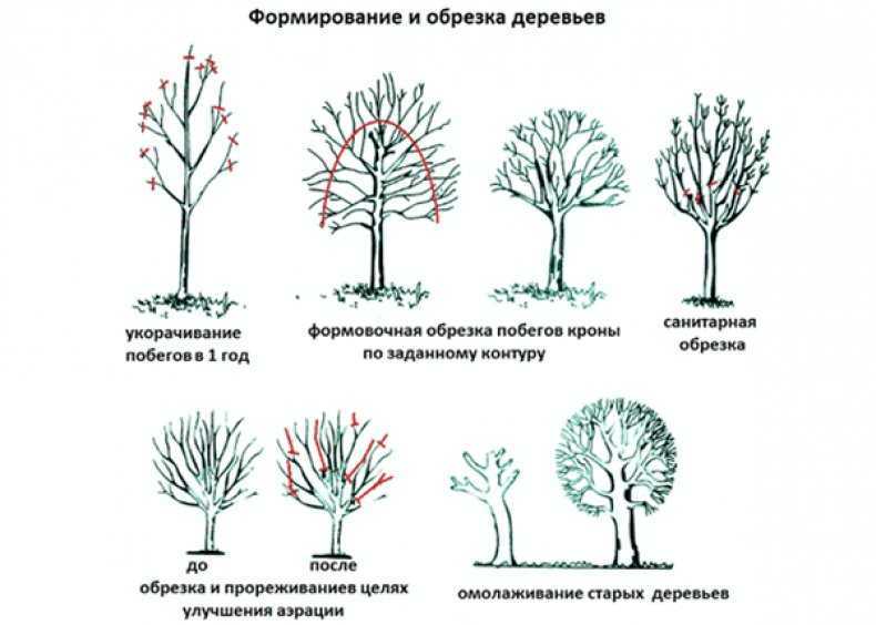 Обрезка молодого дерева: основные этапы и технология формирования кроны плодового дерева путем обрезки