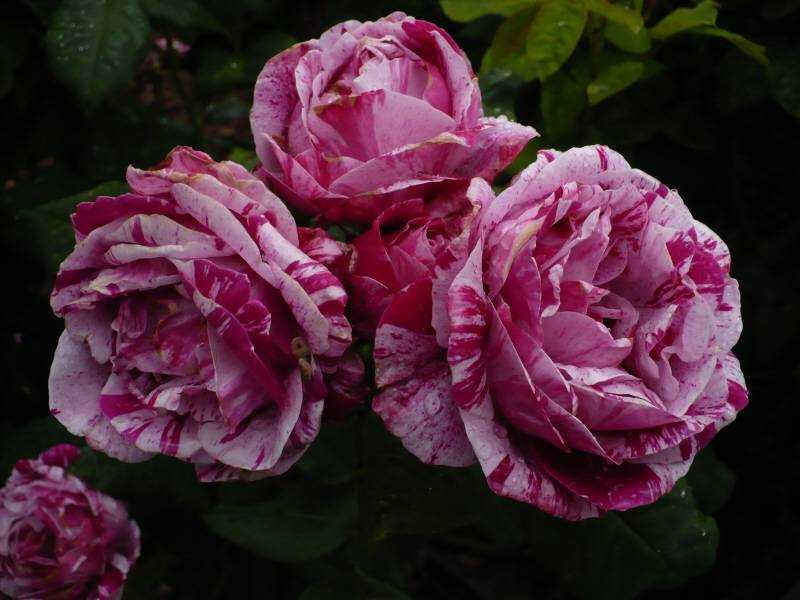 О розе ferdinand pichard: описание и характеристики сорта парковой плетистой розы