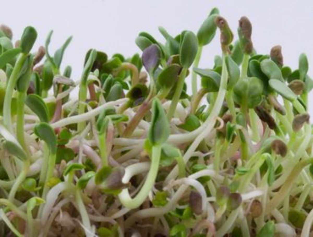 Настурция — выращивание из семян | секреты цветоводов на leplants.ru