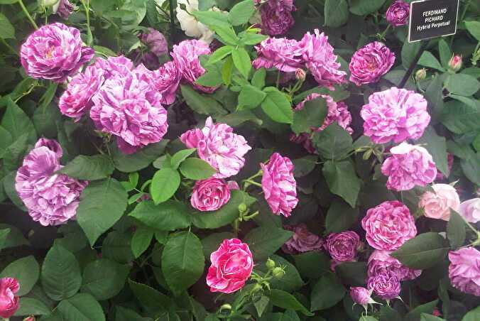 Ремонтантные розы (16 фото): описание сортов «барон жиро де л'эн» и «фердинанд пичард». какие розы цветут до осени?