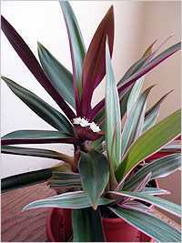 Растение рео - уход в домашних условиях, фото цветка