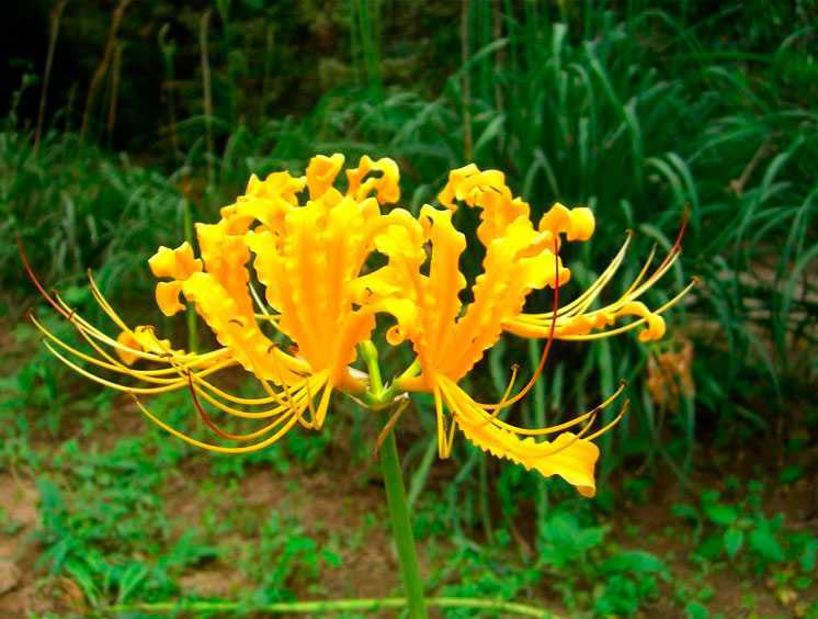 Ликорис: фото цветка, описание лучистого, красного, чешуйчатого, белого видов