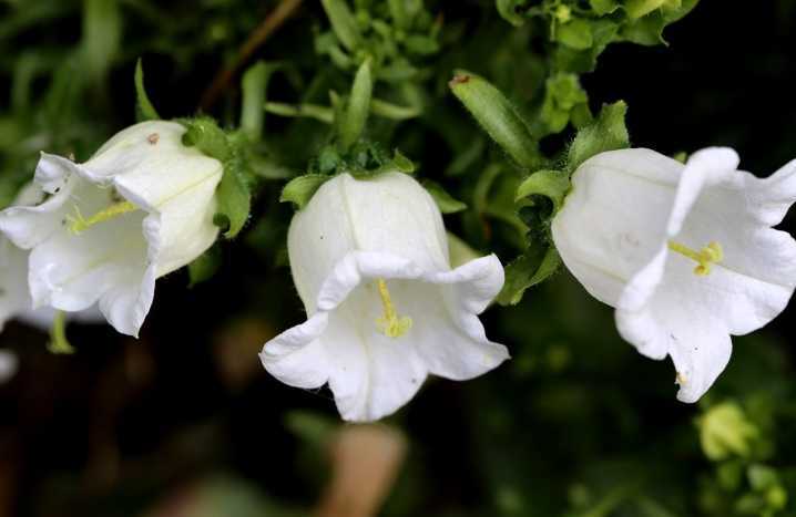 Цветок как колокольчик (45 фото): как называются растения с большими цветами похожие на колокольчики? белые, синие и другие садовые многолетние виды с бархатными листьями