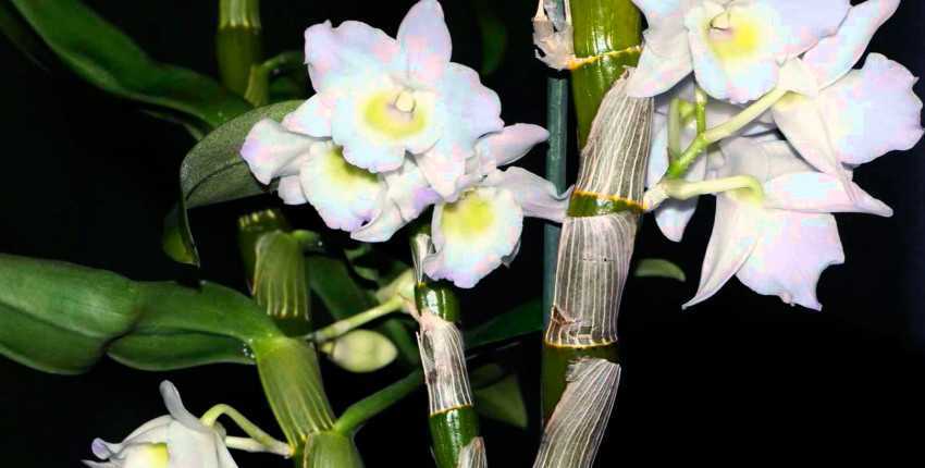 Орхидея лелия