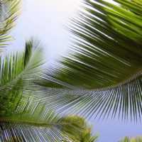 Виды тропических пальм — ikirov.ru - новости кирова и кировской области