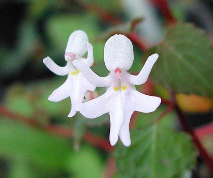 Орхидея Дракула считается наиболее необычной из всех известных орхидей Также этот цветок еще именуют обезьяньей орхидей из-за необычной формы цветочков