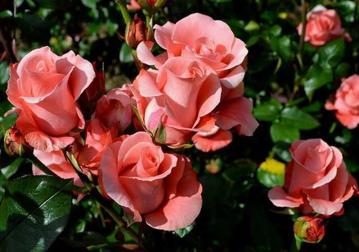 Плетистые розы: посадка, уход, лучшие сорта