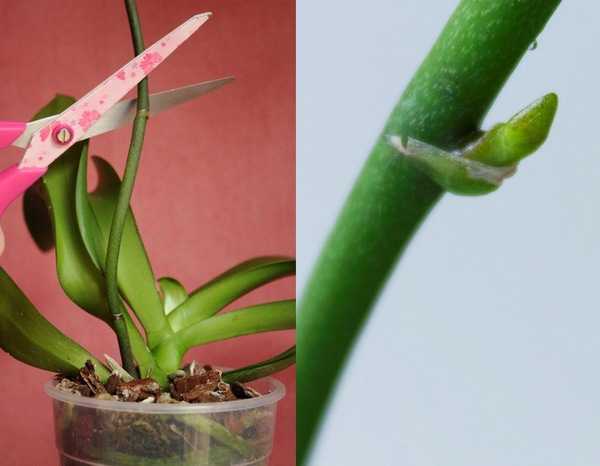 Как и когда обрезать орхидею после цветения. нужно ли удалять цветонос фаленопсиса.