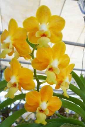 Каких цветов бывают орхидеи?