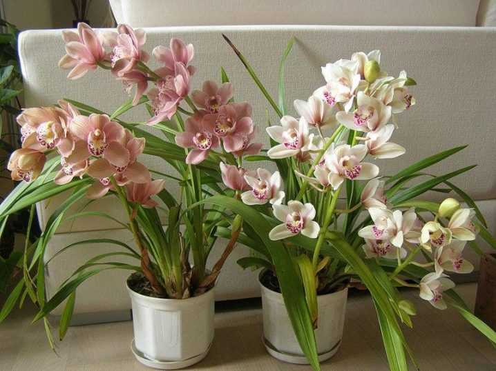Выращивание орхидеи цимбидиум: как посадить, пересаживать, как цветет, размножение
