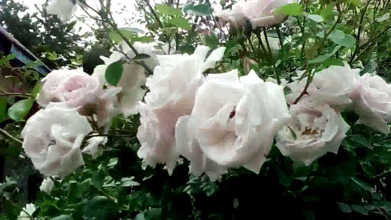 Классификация роз и строение розового куста