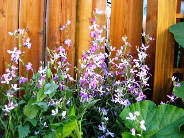 Садовая фиалка - описание и фото цветков, посадка и уход в саду, в открытом грунте, как пересаживать многолетнюю