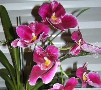 Мильтония – виды орхидеи с названием и фото, особенности ухода, размножения и пересадки цветка в домашних условиях