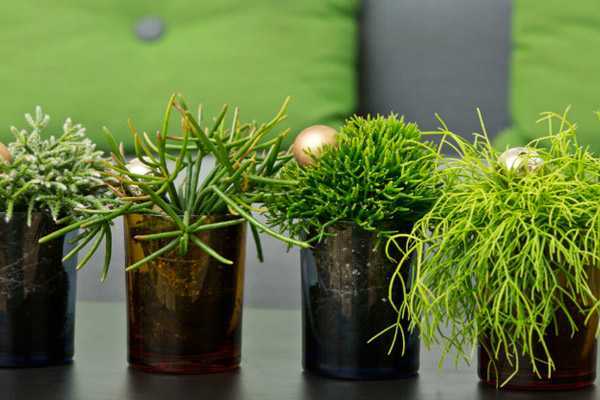 Выращивание и уход в домашних условиях рипсалиса, фото растения