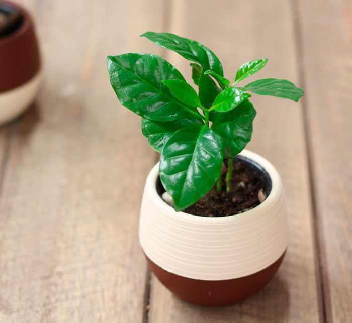 Кофейное дерево и выращивание его в домашних условиях