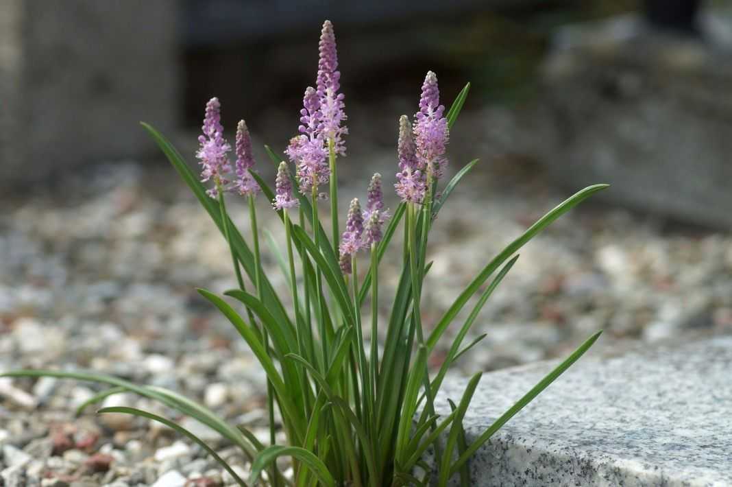 Пролеска, сцилла - фото цветка, описание, посадка и уход, размножение