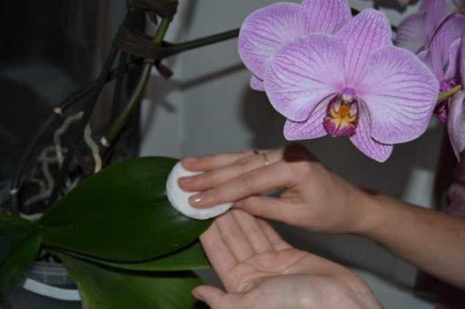 Расскажем о том, как избавиться от мучнистого червеца на орхидее