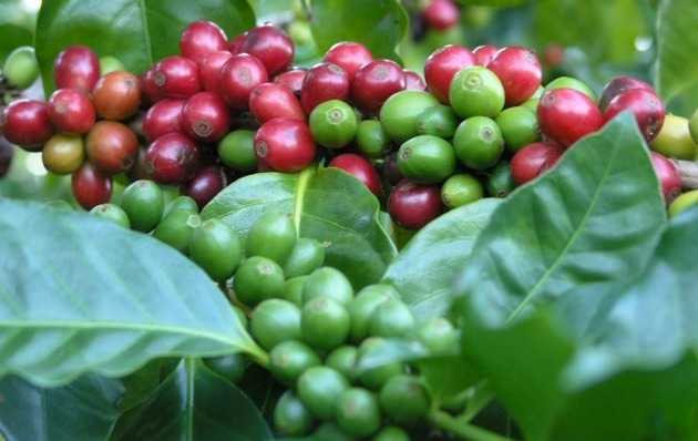 Экзотическое кофейное дерево в домашних условиях: рекомендации цветоводам по выращиванию и уходу, поливу и пересадке растения