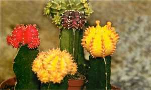 Уход за суккулентами и кактусами в домашних условиях - Проект "Цветочки" - для цветоводов начинающих и профессионалов