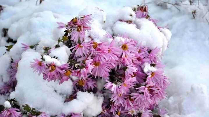 Как укрыть хризантемы на зиму на участке: особенности укрытия цветов в подмосковье и средней полосе