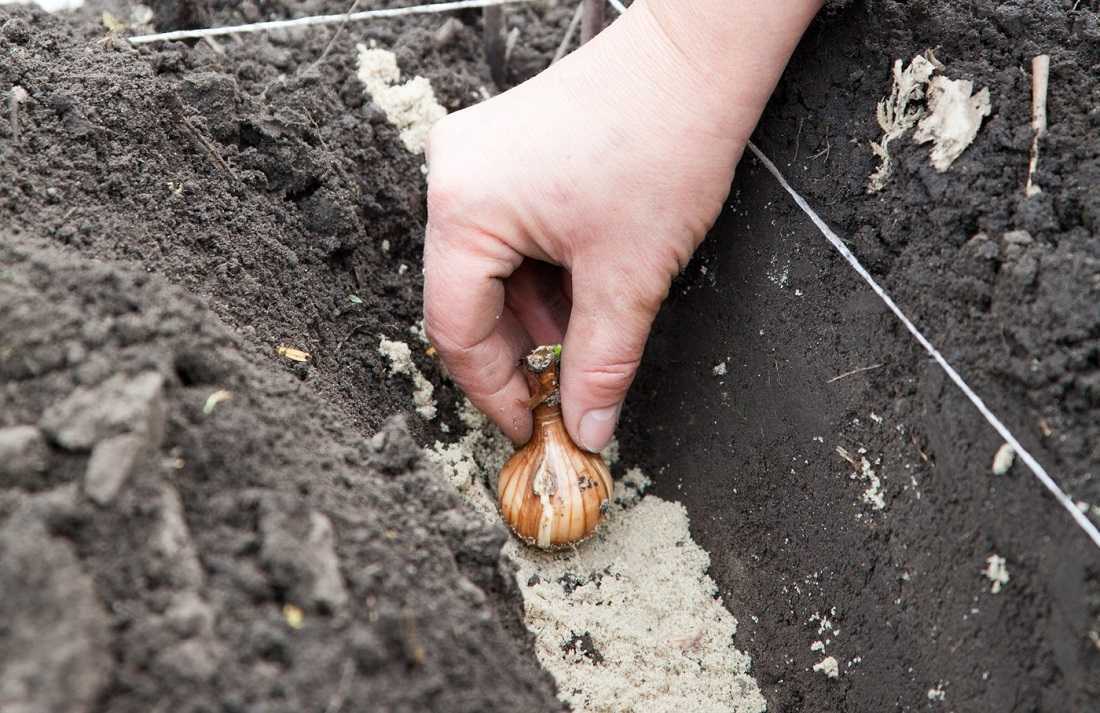Как хранить тюльпаны до посадки? когда выкапывать луковицы тюльпанов - sadovnikam.ru
