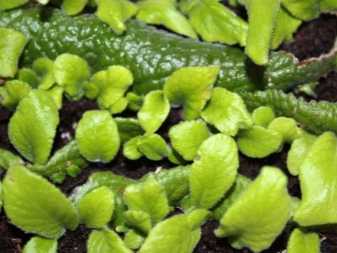 Стрептокарпус - уход в домашних условиях, фото цветовы и выращивание: размножение листом в домашних условиях