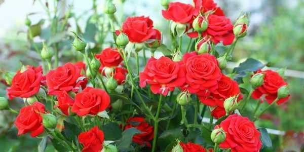 Вьющиеся розы: описание, подвязка и обрезка - проект "цветочки" - для цветоводов начинающих и профессионалов