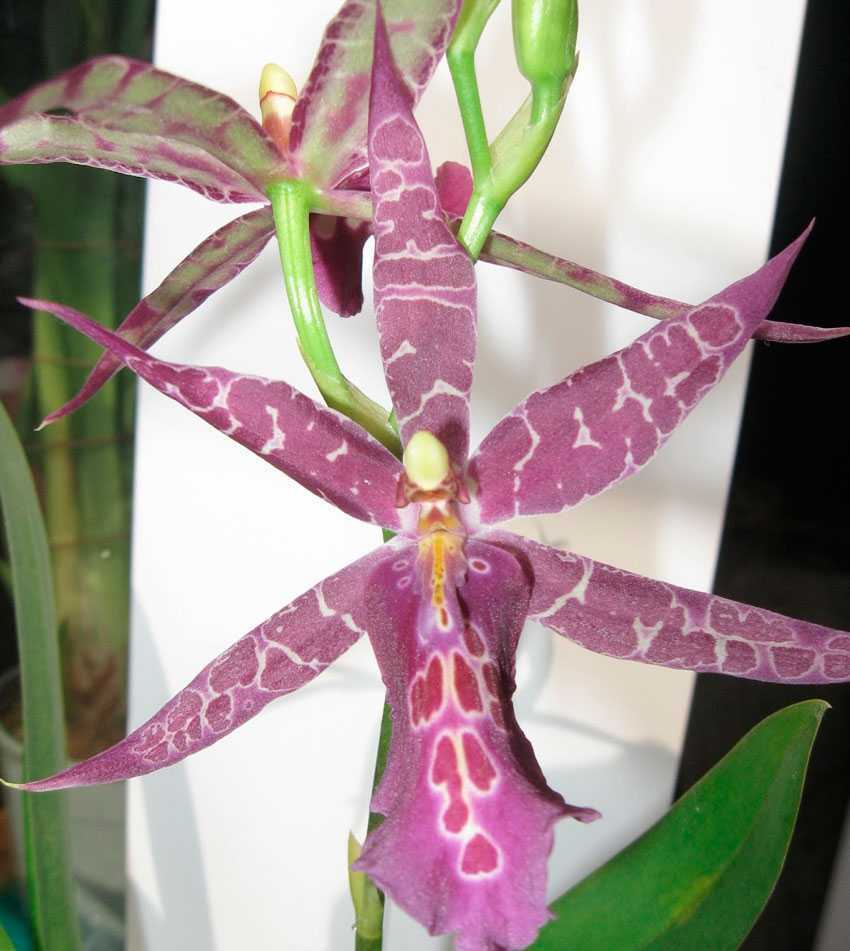 Орхидея мильтония: варианты пересадки и ухода за цветком в домашних условиях