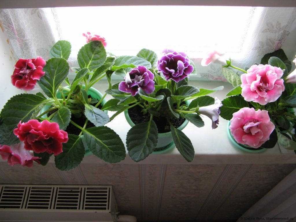 Тенелюбивые комнатные растения (43 фото): названия цветов для темных помещений, которым не нужен солнечный свет. выбор для прихожей и квартиры
