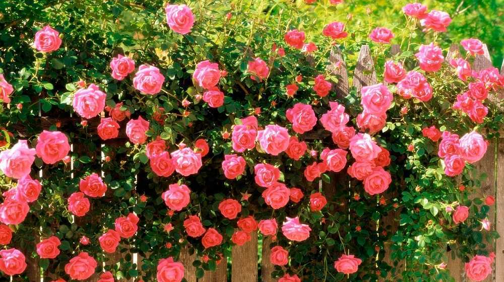 Жителям регионов с суровым климатом при выборе сорта желательно выяснить, какие розы самые неприхотливые и зимостойкие Эти розы зимостойкие и не требуют к себе