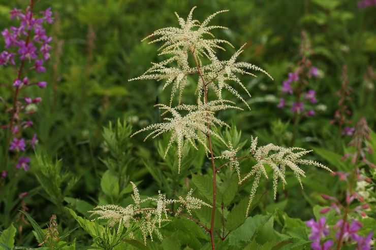 Волжанка – многолетнее травянистое растение для открытого грунта: фото, описание, выращивание, посадка и уход за цветком