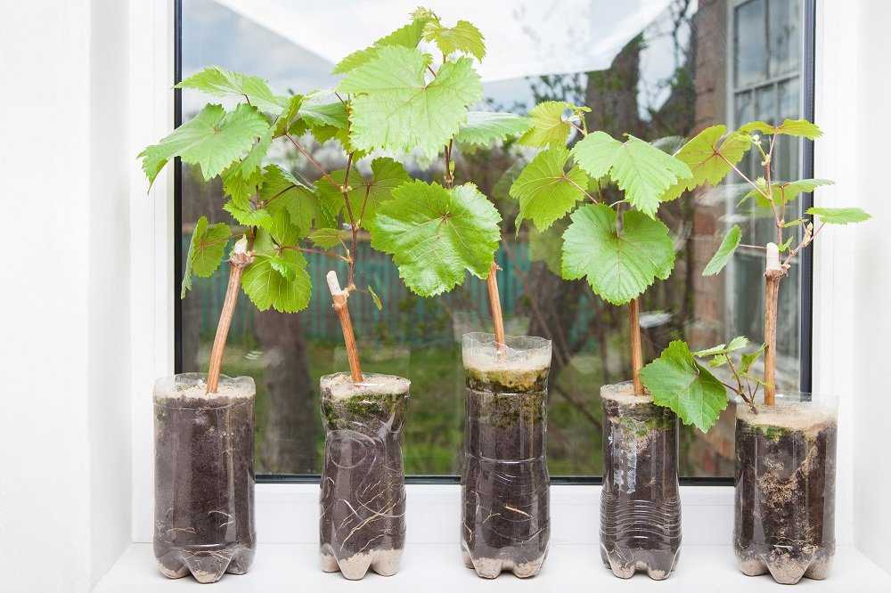 Укоренение черенков винограда самые простые и надежные способы