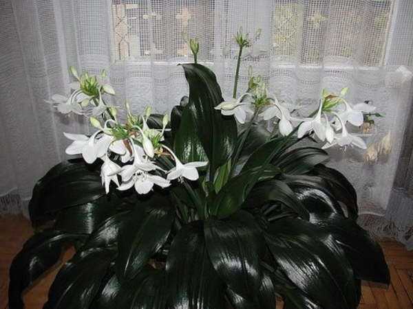 Эухарис крупноцветковый и другие виды амазонской лилии: большие фото и названия сортов, особенности ухода за растением.