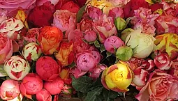 Роза английская шарлотта: особенности выращивания сорта на садовом участке