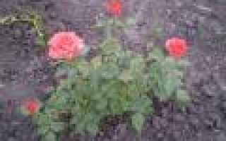 Розы на срез: выращивание и сохранность - проект "цветочки" - для цветоводов начинающих и профессионалов