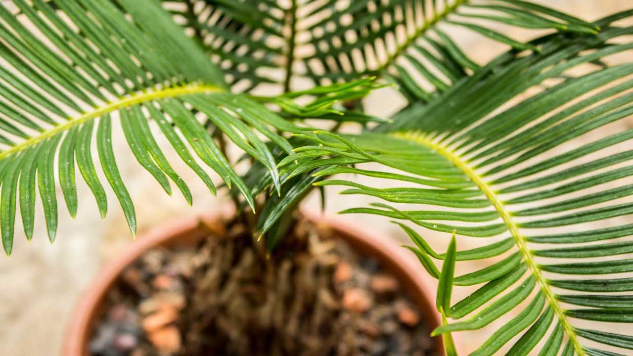 Цикас - уход в домашних условиях за пальмой от пересадки после покупки до размножения