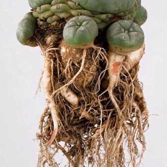 Кактус «лофофора»: разновидности суккулентов «лофофора уильямса» и ежистая, выращивание из семян и уход