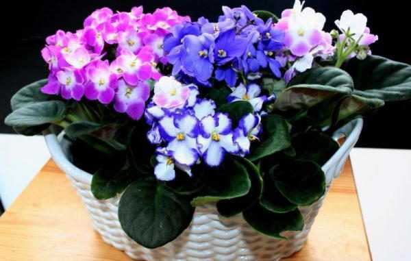 Белые фиалки: сорта с названиями и фото цветов с голубой каймой и фиолетовой серединкой